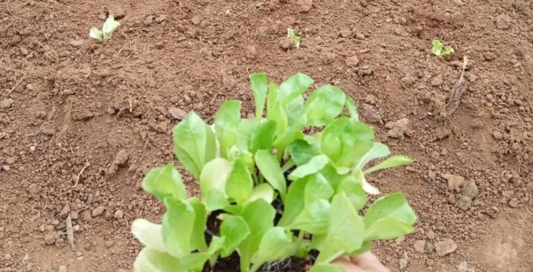 Horta terapêutica do CAPS I promove bem-estar e saúde